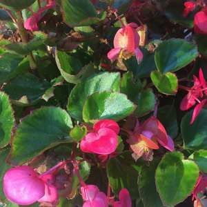 Meet your Posher, Marie